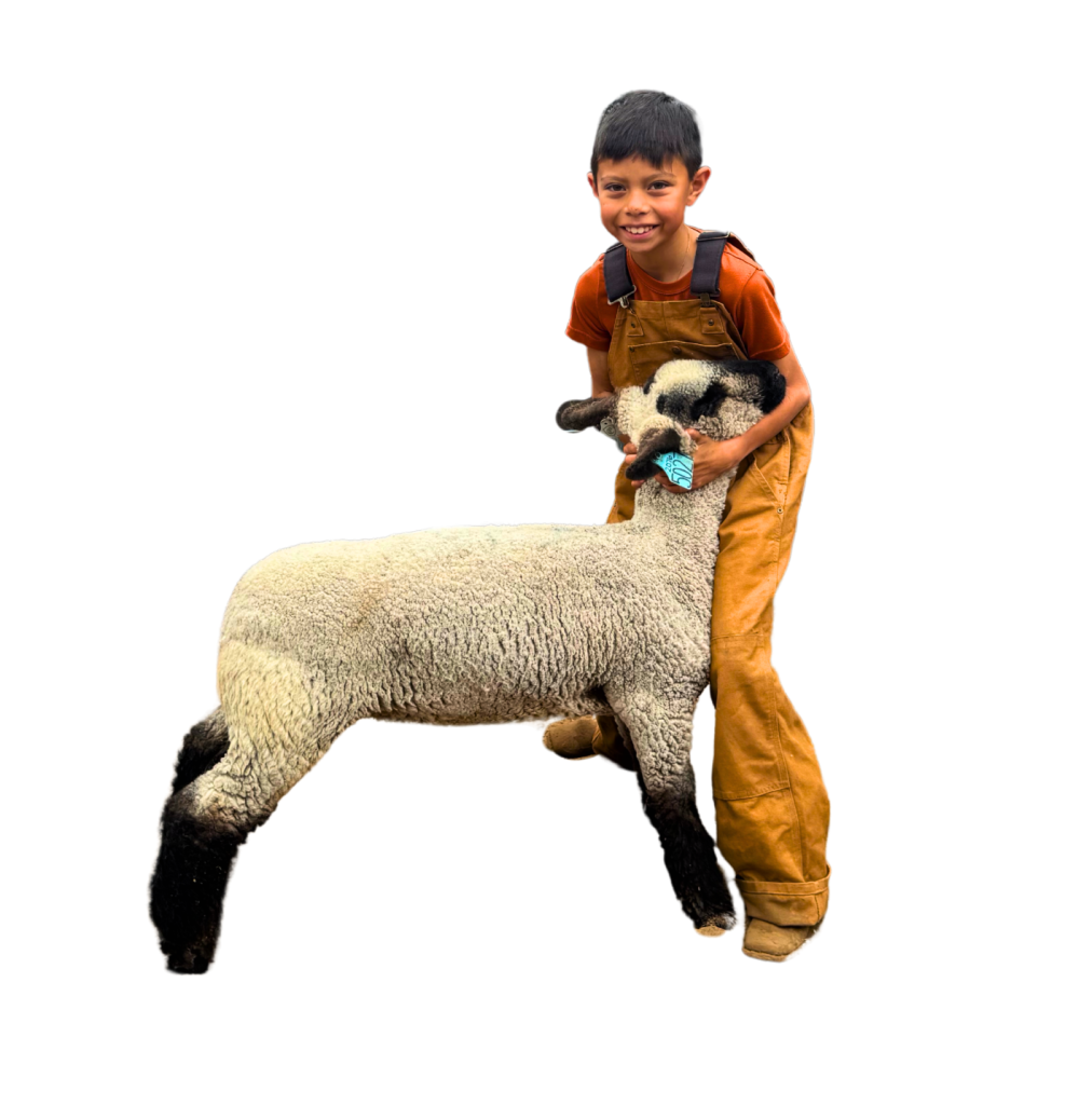 Asa Jacobo Anaya showing his ewe lamb, Bella.
